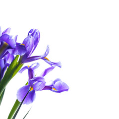 Japanese irises. Flowers isolated on white