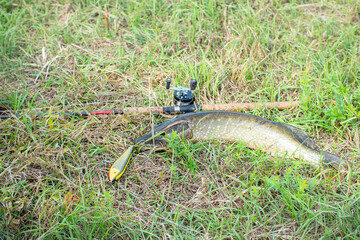 Pike and spinning with baitcasting reel on grass