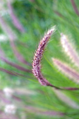 Seedhead of a common field grass, vertical image.