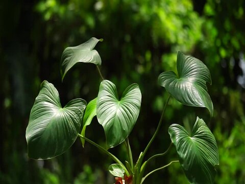 homalomena rubescens, the king of heart plants. the green indoor house plant. natural green pattern. greenish leaves swaying by wind. fresh gardening plant.