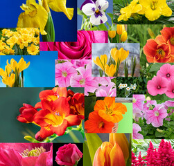 Collage of different images of flowers