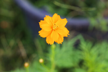 The Beautiful Yellow Cosmos flower