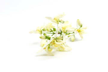 Moringa oleifera flower isolated on white background.