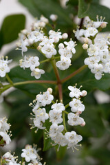 fleur blanche au printemps en macrophotographie 