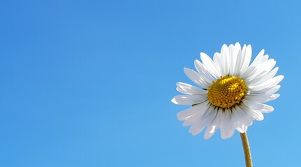 Daisy flower on a sunny day covered with rays of light in front of blue sky background