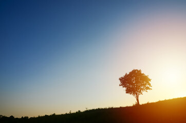The silhouette single lonely tree on small hill with clear blue sky at beautiful sunset time.