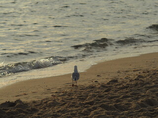 Sea Gull on the beach in Port Melbourne in Victoria Australia