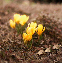 Spring flowers growing in the ground. Spring. Primroses. 