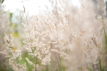 Pampas grass in the sky, Abstract natural background of soft plants Cortaderia selloana moving in the wind. Bright and clear scene of plants similar to feather dusters.