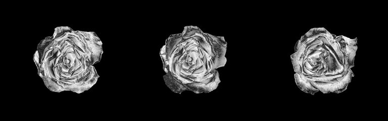 Silver rose flowers set dark black background isolated close up top view, beautiful black and white...