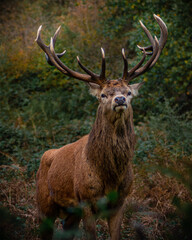 Obraz premium Wild deer looking at the camera