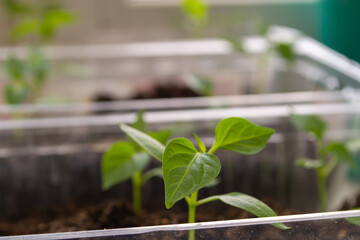 Plant seedlings. Green pepper germ on a washed-up background. Green plants