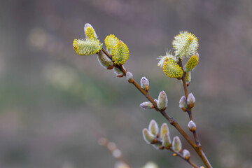 Willow branches with fluffy cats with a blurred background. Soft and gentle spring background with copy space. Easter or Spring background with flowering willow branches against blue sky in sunlight.