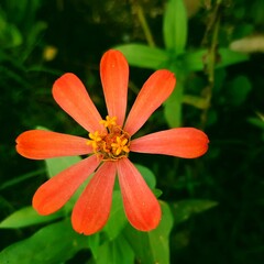 orange flower with water drops