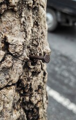 Nail on the bark