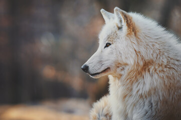 Obraz premium Portrait of an arctic wolf (Canis lupus arctos), also known as the white wolf or polar wolf.