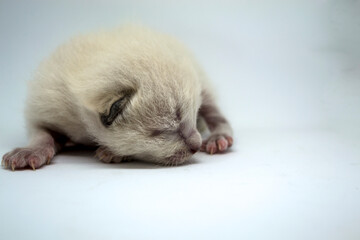 The white kitten sleeps on a white background.