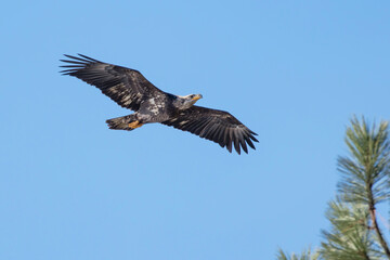 Immature eagle flying in the sky.