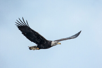 Bald eagle flying in the sky.