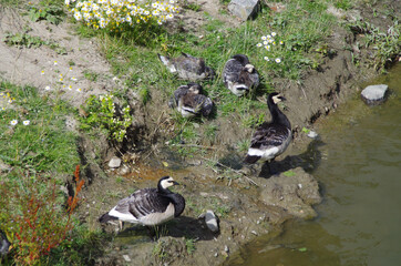 geese on the beach