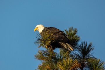 Alert eagle on tree top looking for fish.