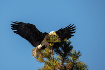 Bald eagle just landing on a tree.