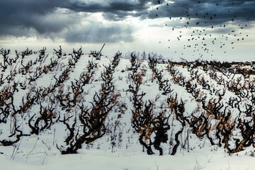 Obraz premium VIGNES EN HIVER