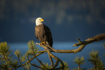 Perched eagle looking to the side.