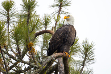 Bald eagle up on a tree top.