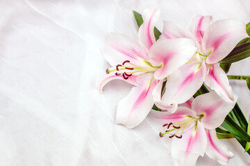 Naklejka na ściany i meble Bouquet of white lilies on white background 