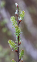 Willow branches with fluffy cats with a blurred background. Soft and gentle spring background with copy space. Easter or Spring background with flowering willow branches against blue sky in sunlight.