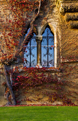  A window  with a red vine in Christ Church University in Oxford, UK.