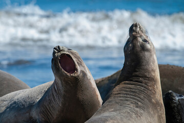 Fototapeta premium Juvenile males elephant seals fighting, Peninsula Valdes, Patagonia, Argentina