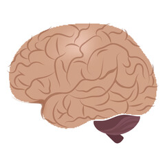 
Central body organ, brain icon in flat design 

