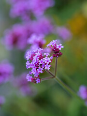 purple tall verbena flower closeup