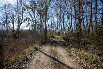 Obraz premium chemin dans une forêt dans le nord de la France