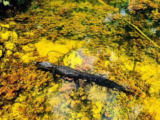 Alligator floating in water of swamp.