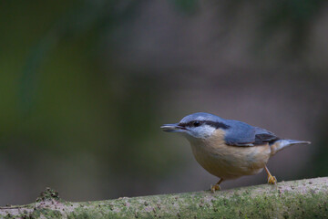 Obraz premium Kleiber