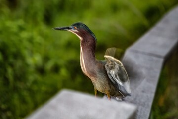 Green heron bird with a profile view .