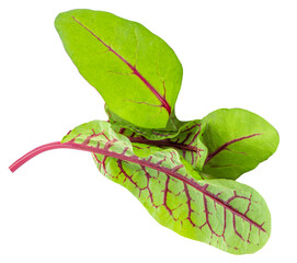 Fresh chard leaf and beetroot leaves isolated on white background. Close-up.