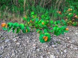Red and green plants on the beach.