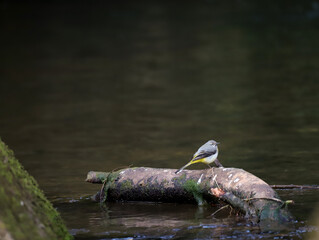 Grey Wagtail Perched on a Fallen Log in the Brook
