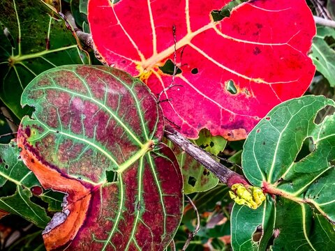 Red and green plants on the beach.