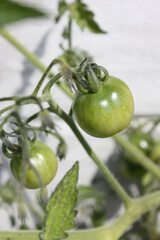 green tomatoes in vegetable garden