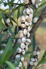 snails in shell on a branch