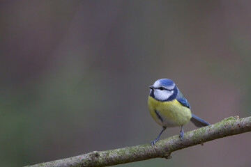 Blaumeise an Meisenknödel
