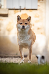 chien shiba inu debout et de face 