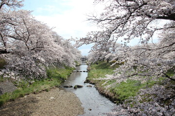 桜並木
