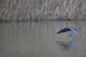 Kormoran im Flug