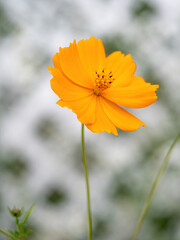 orange sulfur cosmos flower closeup